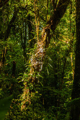 Costa Rica has a lot of national parks and amazing jungles. Everything breaths Pura Vida (a pure life) 