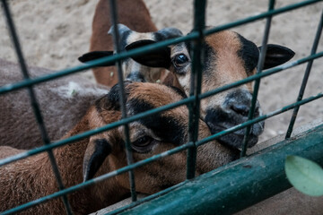 Feeding cute looking goats in a cage. Caged captive animals held prisoners in a zoo or on a farm. Group of young brown domestic goat species in barn behind a fence. Breeding for milk and cheese