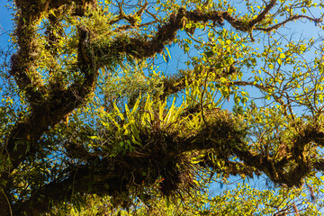 Costa Rica has a lot of national parks and amazing jungles. Everything breaths Pura Vida (a pure life) 