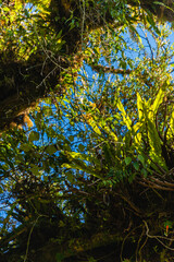 Costa Rica has a lot of national parks and amazing jungles. Everything breaths Pura Vida (a pure life) 