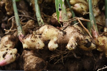 Agricultural work / Harvesting of Ginger