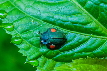 Costa Rica has a lot of national parks and amazing jungles. Everything breaths Pura Vida (a pure life) 