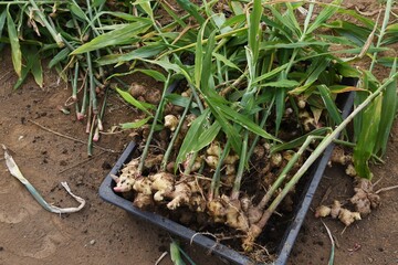 Agricultural work / Harvesting of Ginger