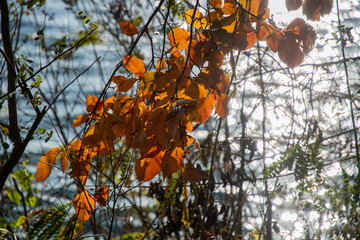 Yellow leaves illuminated by sunbeams on a background of water. Fall.