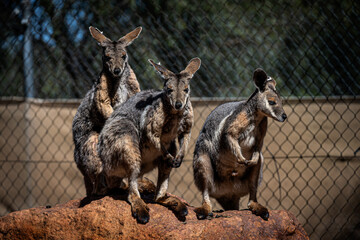 Yellow Footed Rock Wallabies