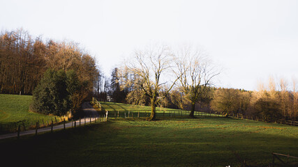 landscape with trees
