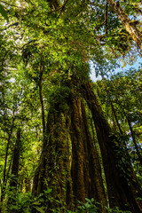 Costa Rica has a lot of national parks and amazing jungles. Everything breaths Pura Vida (a pure life) 