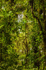 Costa Rica has a lot of national parks and amazing jungles. Everything breaths Pura Vida (a pure life) 