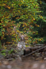 Fallow deer observe territory during the rut. Deer standing in the wood. European nature. Wildlife...