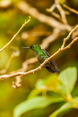Costa Rica, home of the only backwards flying bird. This little artist loves sweets and is called the hummingbird  