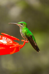 Costa Rica, home of the only backwards flying bird. This little artist loves sweets and is called the hummingbird  