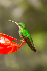 Costa Rica, home of the only backwards flying bird. This little artist loves sweets and is called the hummingbird  