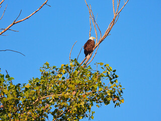 Bald Eagle Bird of Prey Clings to a Bare Tree Branch Hunting on a Summer Day with Sun Shining on Its Wing and Blue Sky with Green Leaves on Bottom of Tree