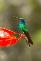 Costa Rica, home of the only backwards flying bird. This little artist loves sweets and is called the hummingbird  
