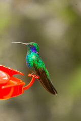 Costa Rica, home of the only backwards flying bird. This little artist loves sweets and is called the hummingbird  