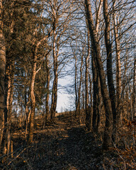 Fototapeta premium forest in autumn