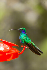 Costa Rica, home of the only backwards flying bird. This little artist loves sweets and is called the hummingbird  