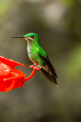Costa Rica, home of the only backwards flying bird. This little artist loves sweets and is called the hummingbird  