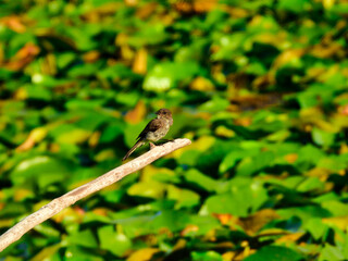 Young Flycatcher Bird Perched on Tree Branch Over Lily Pads on Pond Looking off to the Side on a Summer Day with Molting Feathers