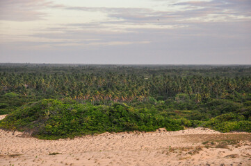 Fototapeta na wymiar Beautiful vegetation landscape in Sucatinga, Ceará, Brazil