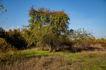Autumn landscape in a park area on a sunny day.
