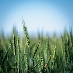 green wheat field