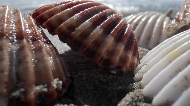 Close up footage of sea shell on beach