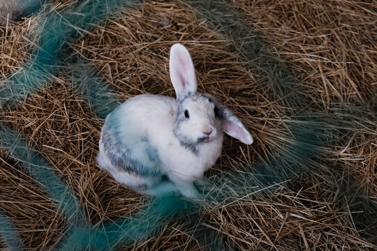 Funny curious rabbit behind the green fence in a zoo. Cute white bunny with one ear up in the air in captivity. Domesticated animal kept in the zoo for fun as tourist attraction. Animal explotation.