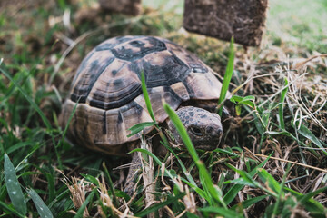 Front view of beautiful turtle with textured shell coming in grass. Reptile walking or crawling on a park ground. Serious face expression, selective focus. Tortoise resting in the wild forest.