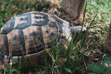 Sad tortoise looking through a fence to the future or maybe for quarantine concept. Beautiful turtle with textured camouflage shell hiding in grass. Reptile walking or crawling on a park ground.