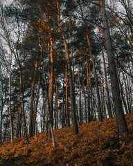 Obraz premium autumn in the forest