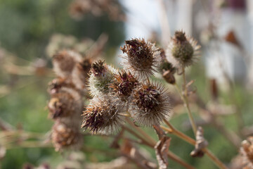 Obraz premium flower