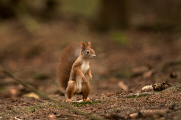 Red squirrel patrol on the ground. Wildlife animals during the autumn time. Squirrel stands on the back legs in the forest. Cute animals Europe. 