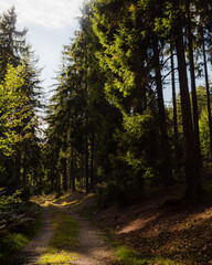 Fototapeta premium path in the woods