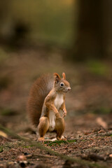 Red squirrel patrol on the ground. Wildlife animals during the autumn time. Squirrel stands on the back legs in the forest. Cute animals Europe. 