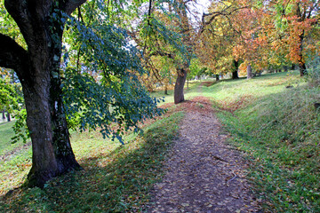 Fototapeta premium colori d'autunno in Val di Fiemme, Trentino
