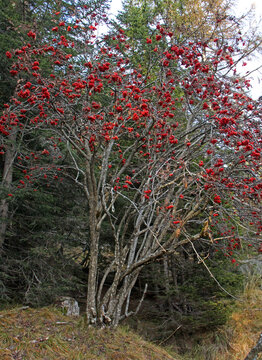 colori d'autunno; sorbo in Val di Fiemme, Trentino