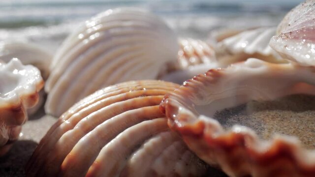 Close up footage of sea shell on beach