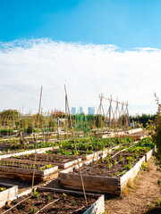 vegetable gardens with the skyscrapers in the background