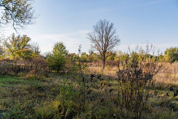 Fototapeta na wymiar Autumn landscape in a park area on a sunny day.