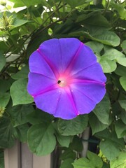 Morning  glory in the garden