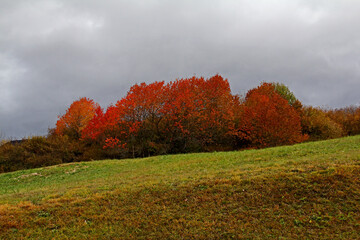 colori d'autunno; ciliegi selvatici in Val di Fiemme, Trentino