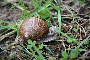 snail on a leaf