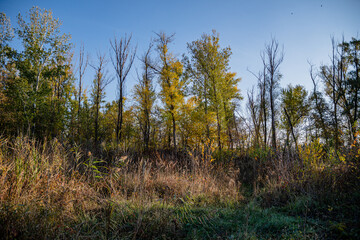 Autumn landscape, thickets of reeds in the parking area.
