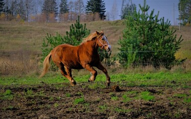 horse in the field