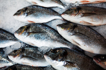 Fish in Ice . Catching of Winter Fishing 