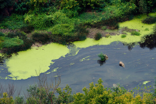 Polluted blooming river from above with green duckweed