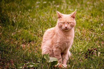 Naklejka na ściany i meble Ginger cat sitting in the grass