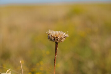 Dried flower on blurred background during autumn in field.