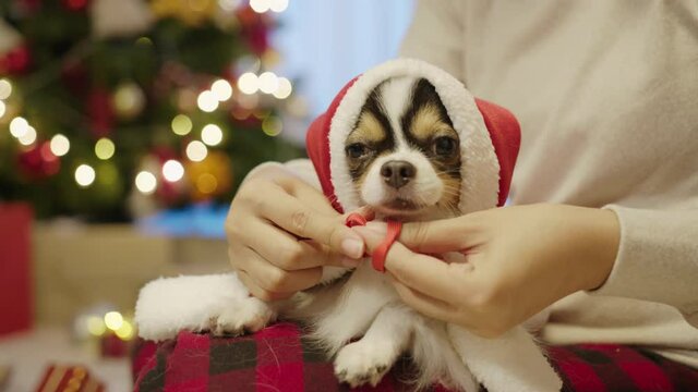 Close up : Little puppy chihuahua dog wearing xmas outfit sitting on owner lap inside house put on santa claus dress in concept christmas festive celebration at home.